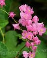pink Garden Flowers Mexican Coral Vine, Coral Creeper, Honolulu Creeper, Corallita, Chinese Love Vine, Antigonon leptopus Photo, cultivation and description, characteristics and growing