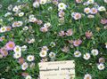 თეთრი ბაღის ყვავილები იტალიური Daisy, Santa Barbara Daisy, ცეკვა Daisy, ლათინური ამერიკის Fleabane, ზღვისპირა Daisy, Erigeron  karvinskianus სურათი, გაშენების და აღწერა, მახასიათებლები და იზრდება