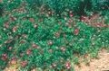 红 园林花卉 墨西哥酒杯，罂粟锦葵, Callirhoe involucrata 照, 养殖 和 描述, 特点 和 成长