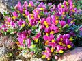 pink Garden Flowers Milkwort, Polygala Photo, cultivation and description, characteristics and growing