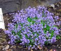 γαλάζιο Λουλούδια κήπου Πολυγάλας, Polygala φωτογραφία, καλλιέργεια και περιγραφή, χαρακτηριστικά και φυτοκομεία