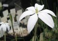 white Garden Flowers Milla, Mexican Star, Milla biflora Photo, cultivation and description, characteristics and growing