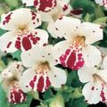 თეთრი ბაღის ყვავილები Monkey Flower, Mimulus სურათი, გაშენების და აღწერა, მახასიათებლები და იზრდება