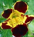 burgundy Monkey Flower, Mimulus Photo, cultivation and description, characteristics and growing