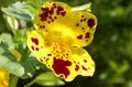 ყვითელი ბაღის ყვავილები Monkey Flower, Mimulus სურათი, გაშენების და აღწერა, მახასიათებლები და იზრდება
