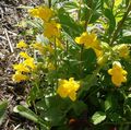 yellow Garden Flowers Monkey Moss, Mimulus primuloides Photo, cultivation and description, characteristics and growing