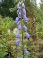 ljusblå Trädgårdsblommor Stormhatt, Aconitum Fil, uppodling och beskrivning, egenskaper och odling