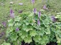 flieder Gartenblumen Eisenhut, Aconitum Foto, Anbau und Beschreibung, Merkmale und wächst