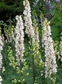 wit Tuin Bloemen Monnikskap, Aconitum foto, teelt en beschrijving, karakteristieken en groeiend