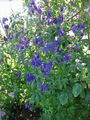 blå Trädgårdsblommor Stormhatt, Aconitum Fil, uppodling och beskrivning, egenskaper och odling