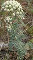 ホワイト 庭の花 ムーンニンジン, Seseli gummiferum フォト, 栽培 と 説明, 特性 と 成長
