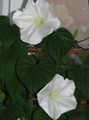 wit Tuin Bloemen Moonflower, Maan Wijnstok, Reusachtige Witte Moonflower, Ipomoea Alba foto, teelt en beschrijving, karakteristieken en groeiend