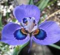 ღია ლურჯი ბაღის ყვავილები Moraea სურათი, გაშენების და აღწერა, მახასიათებლები და იზრდება