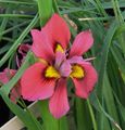 red Garden Flowers Moraea Photo, cultivation and description, characteristics and growing