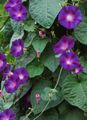 Photo Morning Glory, Blue Dawn Flower description, characteristics and growing