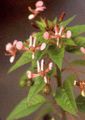 pembe Bahçe Çiçekleri Sivrisinek Çiçek, Lopezia racemosa fotoğraf, yetiştirme ve tanım, özellikleri ve büyüyen
