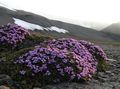 pink Garden Flowers Moss Campion, Silene acaulis Photo, cultivation and description, characteristics and growing