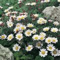 beyaz Bahçe Çiçekleri Montaj Atlas Papatya, Mt. Atlas Papatya, Pellitory, Ispanyolca Papatya, Anacyclus depressus fotoğraf, yetiştirme ve tanım, özellikleri ve büyüyen