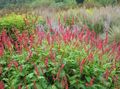 red Garden Flowers Mountain Fleece, Polygonum amplexicaule, Persicaria amplexicaulis Photo, cultivation and description, characteristics and growing