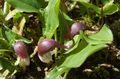 vinous Trädgårdsblommor Mus Växt, Mousetail Växt, Arisarum proboscideum Fil, uppodling och beskrivning, egenskaper och odling