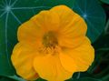 黄 庭の花 キンレンカ, Tropaeolum フォト, 栽培 と 説明, 特性 と 成長