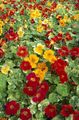 赤 庭の花 キンレンカ, Tropaeolum フォト, 栽培 と 説明, 特性 と 成長