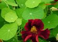 ブルゴーニュ 庭の花 キンレンカ, Tropaeolum フォト, 栽培 と 説明, 特性 と 成長