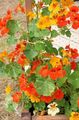 オレンジ 庭の花 キンレンカ, Tropaeolum フォト, 栽培 と 説明, 特性 と 成長