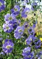 ライトブルー 庭の花 キンレンカ, Tropaeolum フォト, 栽培 と 説明, 特性 と 成長