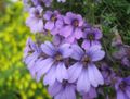 lilac Garden Flowers Nasturtium, Tropaeolum Photo, cultivation and description, characteristics and growing