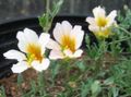 ホワイト 庭の花 キンレンカ, Tropaeolum フォト, 栽培 と 説明, 特性 と 成長