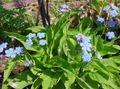 svetlo modra Vrtno Cvetje Navelwort, Blue-Eyed-Mary, Plazeče Pozabi-Me-Ne, Omphalodes fotografija, gojenje in opis, značilnosti in rast