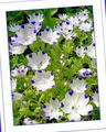 white Garden Flowers Nemophila, Baby Blue-eyes Photo, cultivation and description, characteristics and growing