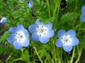 light blue Garden Flowers Nemophila, Baby Blue-eyes Photo, cultivation and description, characteristics and growing