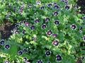 black Garden Flowers Nemophila, Baby Blue-eyes Photo, cultivation and description, characteristics and growing