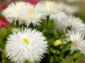 fehér Kerti Virágok New England Aster, Aster novae-angliae fénykép, termesztés és leírás, jellemzők és növekvő