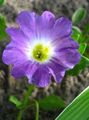 lilla Have Blomster Nolana Foto, dyrkning og beskrivelse, egenskaber og voksende