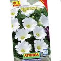 white Garden Flowers Nolana Photo, cultivation and description, characteristics and growing