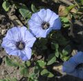 lyseblå Have Blomster Nolana Foto, dyrkning og beskrivelse, egenskaber og voksende