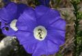 blå Have Blomster Nolana Foto, dyrkning og beskrivelse, egenskaber og voksende
