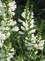 white Garden Flowers Obedient plant, False Dragonhead, Physostegia Photo, cultivation and description, characteristics and growing