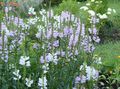 lilac Garden Flowers Obedient plant, False Dragonhead, Physostegia Photo, cultivation and description, characteristics and growing