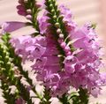 pink Garden Flowers Obedient plant, False Dragonhead, Physostegia Photo, cultivation and description, characteristics and growing