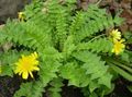 yellow Garden Flowers Odorous Pig Salad, Aposeris foetida Photo, cultivation and description, characteristics and growing