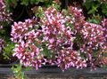 rosa Trädgårdsblommor Oregano, Origanum Fil, uppodling och beskrivning, egenskaper och odling