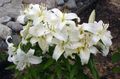 white Garden Flowers Oriental Lily, Lilium Photo, cultivation and description, characteristics and growing