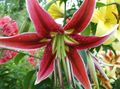 red Garden Flowers Oriental Lily, Lilium Photo, cultivation and description, characteristics and growing