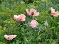 pink Garden Flowers Oriental poppy, Papaver orientale Photo, cultivation and description, characteristics and growing