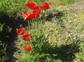 red Garden Flowers Oriental poppy, Papaver orientale Photo, cultivation and description, characteristics and growing