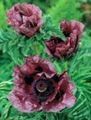 burgundy Garden Flowers Oriental poppy, Papaver orientale Photo, cultivation and description, characteristics and growing